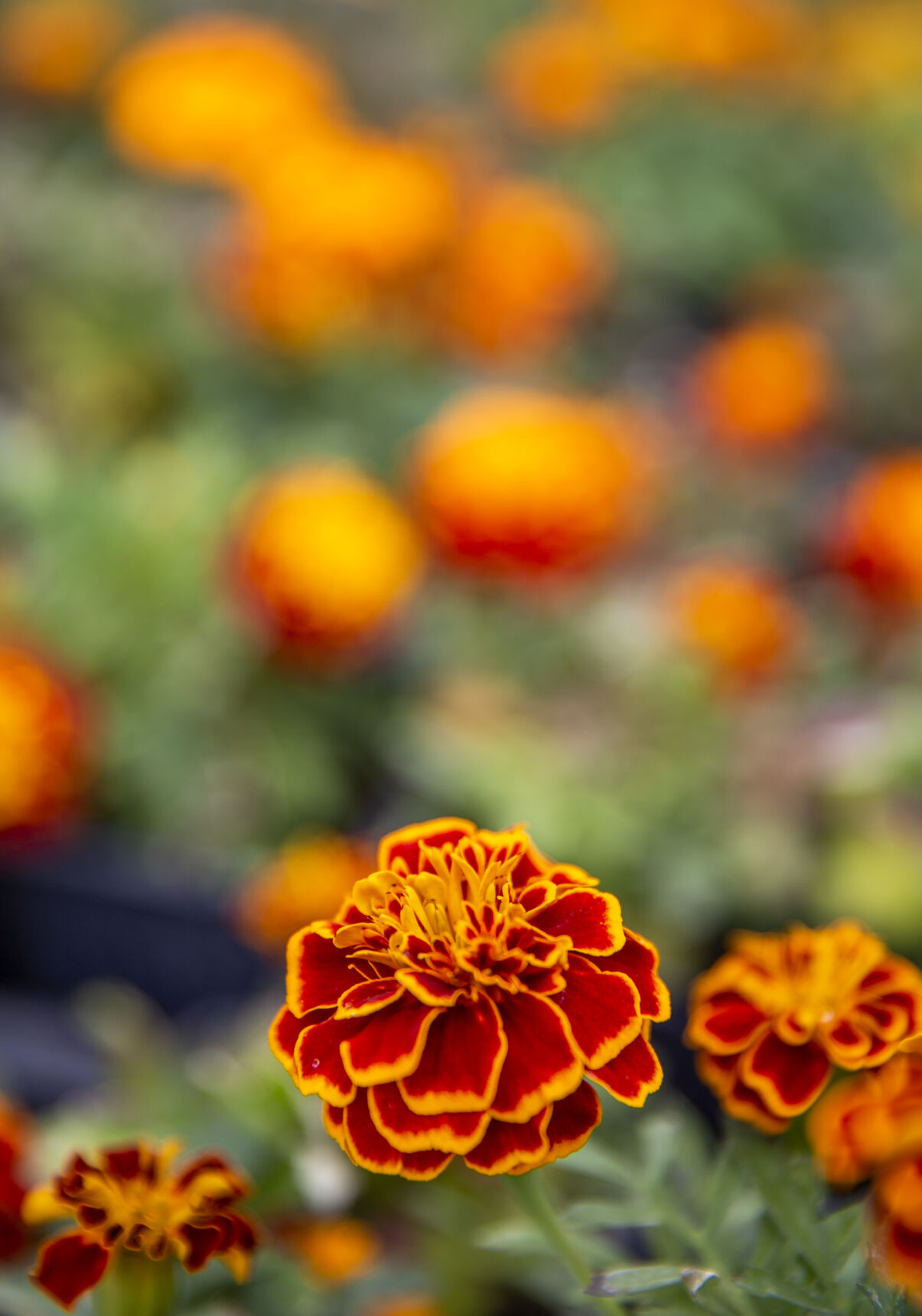 Filer FFA plant sales